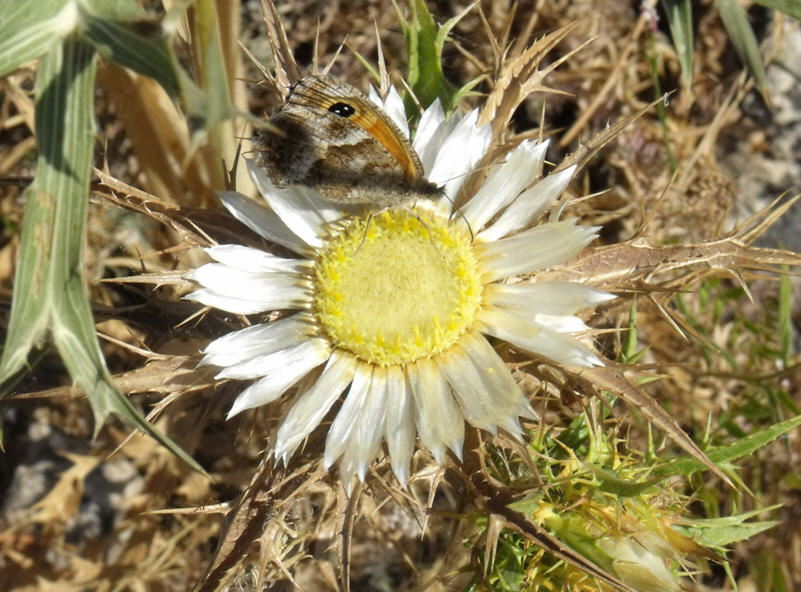 farfalla su Carlina